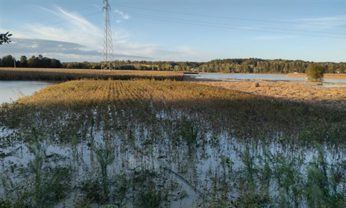 Danni in agricoltura