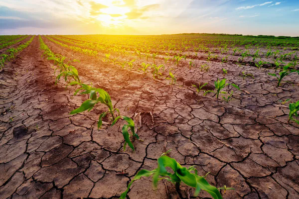 Produzioni agricoli - danni da siccità Stagione primavera-estate 2026