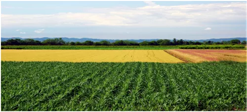 Prezzi di riferimento per affitto terreni annata agraria 2025
